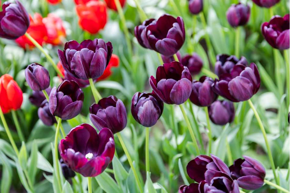 Tulpan 'Queen of Night'